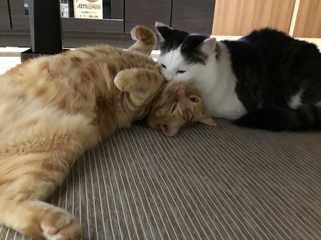 アイとエムの画像